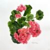 Geranio andaluz en coral