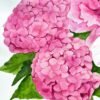 Entre hortensias y peonías