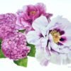 Entre hortensias y peonías