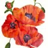 Amapolas escarlata