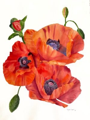 Amapolas escarlata