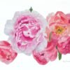 Peonías coral y rosas en flor