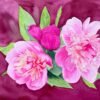 Peonías rosas sobre fondo burdeos