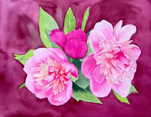 Peonías rosas sobre fondo burdeos